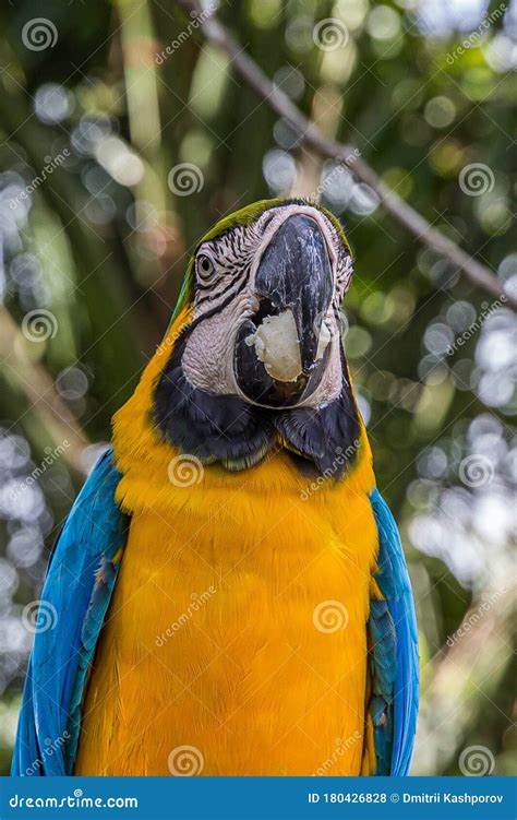 Portrait Of Blue And Yellow Macaw Ara Ararauna With Bread Crumb In Its