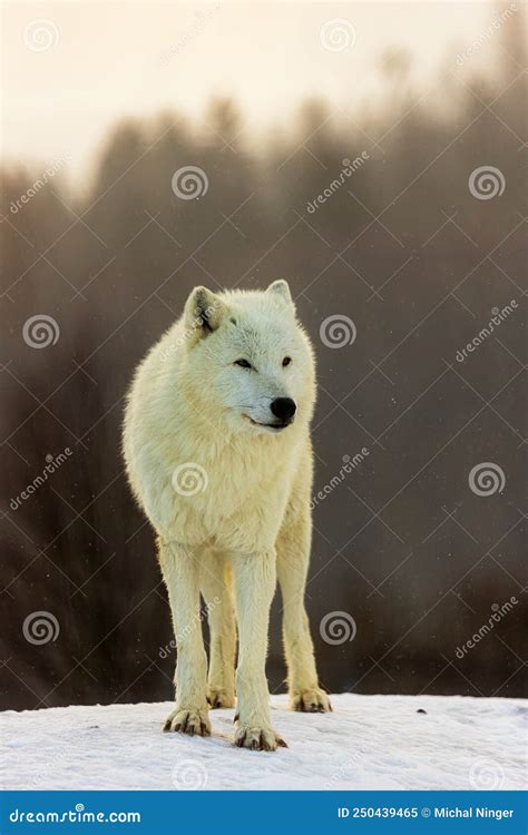 Male Arctic Wolf Canis Lupus Arctos Nice Portrait In Winter Stock Image