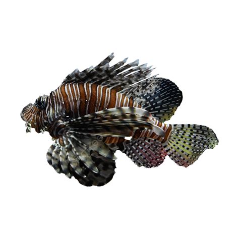 Marine Creature Beautiful Fish In The Water Fish Flexible Png