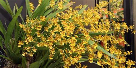 Saiba tudo sobre a Orquídea Oncidium e suas derivações