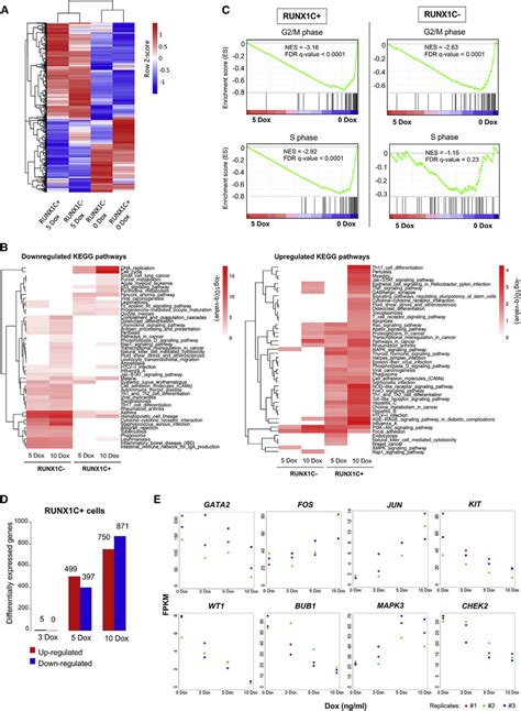 Runx Eto Induction Leads To Cell Type And Dose Dependent Changes In