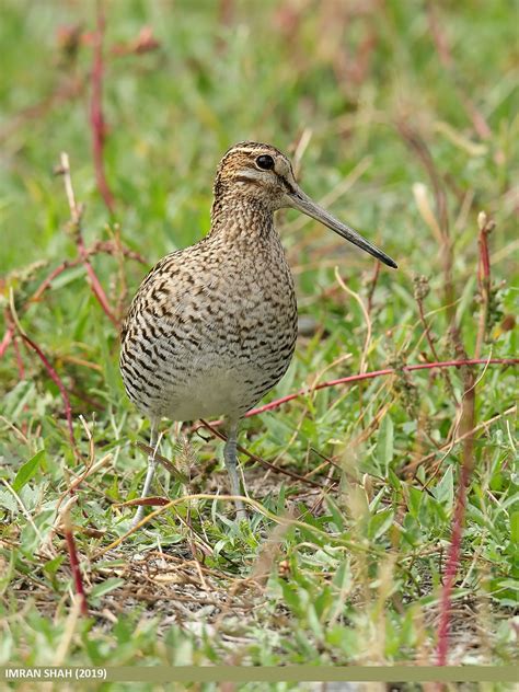 Pintail Snipe Gallinago Stenura Pintail Snipe Gallinago Flickr