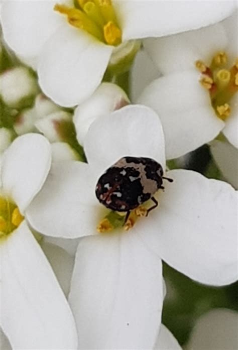 Bird Nest Carpet Beetle From 5485 Luxemburg On May 1 2023 At 12 10 PM