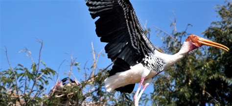 Chitrangudi Bird Sanctuary Famous Bird Sanctuary And An Ideal Tourist