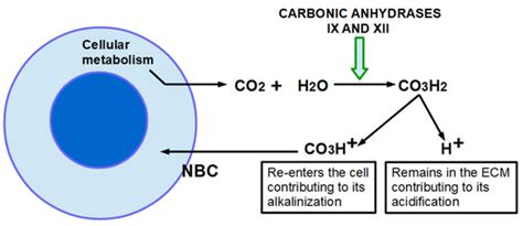 Cancers Free Full Text Tumor Microenvironment Features And