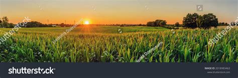 Categoría Forraje Maiz De Fotos De Stock 17870 Imágenes Shutterstock