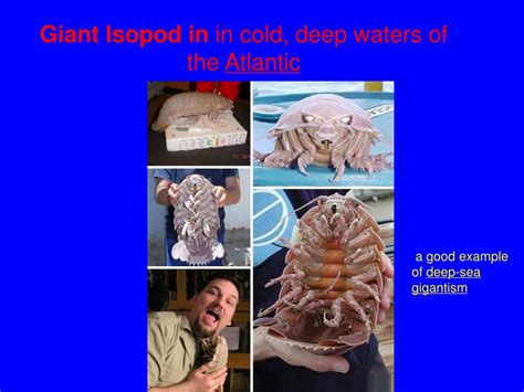 PPT - Lecture 5 Insular Gigantism and Dwarfism-island biogeography ...
