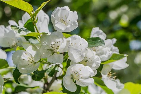 Os Galhos Da Apple Rvore As Folhas Verdes Novas E As Flores