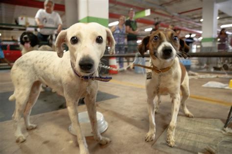 Feira De Adoção De Cães E Gatos Será Realizada Neste Sábado Em Belém