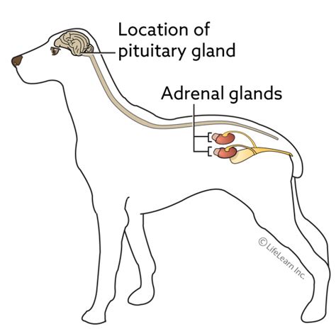 Cushings Disease In Dogs Vca Animal Hospital