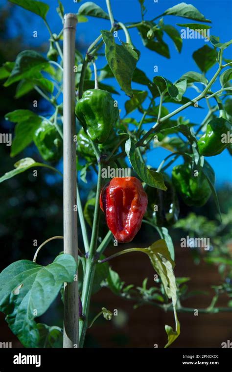 Scotch Bonnet Chili Peppers Capsicum Chinense Stock Photo Alamy