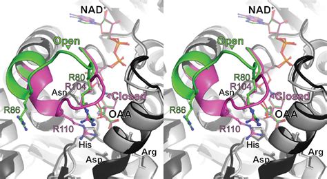 Figure 1 From Structure Of Glyoxysomal Malate Dehydrogenase Mdh3 From