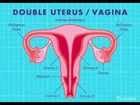 Single Double Uterine Vagina Youtube