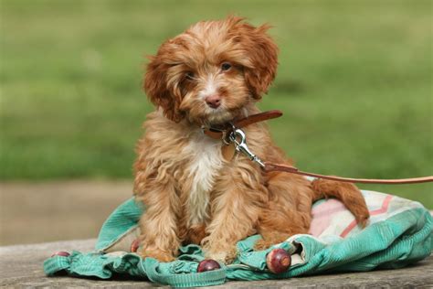 150 Cute Cavapoo Names For Your Cavalier Poodle Mix