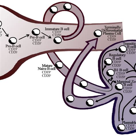 The Triple Role Of B Lymphocytes Antigen Presentation Cytokine