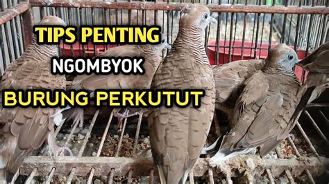 CARA MEMILIH BURUNG PERKUTUT DI OMBYOKAN YANG BAGUS DAN BERKUALITAS