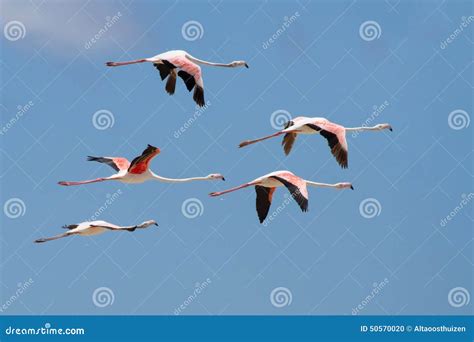 Flock Of Flamingos Taking Off From Lagoon To Fly Away Stock Photo