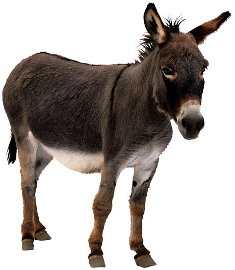 Donkey Animal Png Hd Png Mart