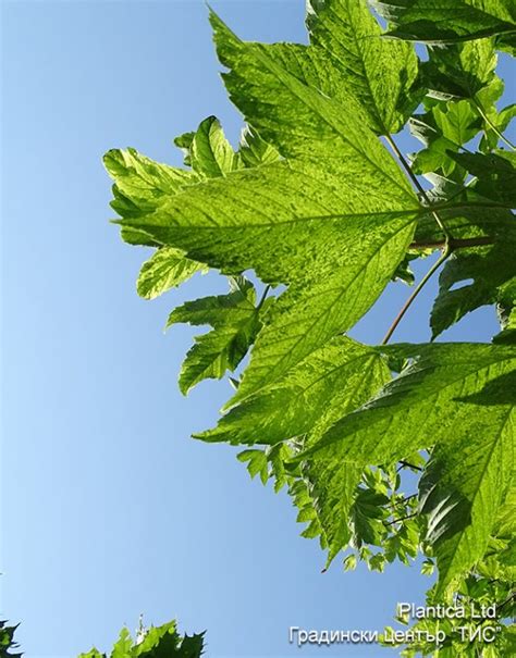 Acer Pseudoplatanus Leopoldii