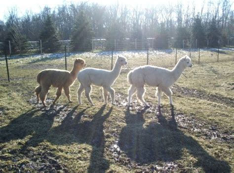 Openherd Whispering Willows Alpacas At Fishback Creek Farm Is A Farm