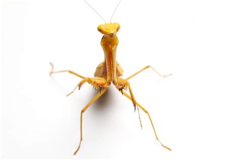 Premium Photo | Giant asian green praying mantis isolated