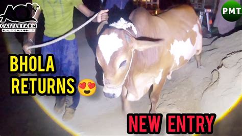 Sunday Night NEW ENTRY At AQ Cattle Farm Pakistan Media Today VLOG