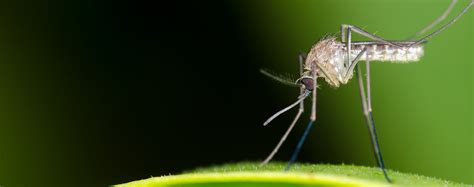 How Do I Stop Mosquitoes From Biting My Dog