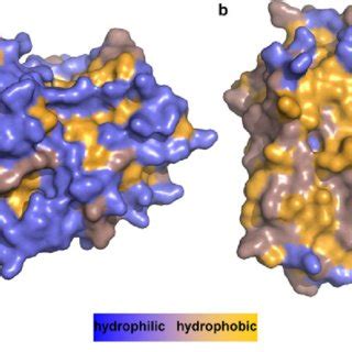 Differences In The Hydrophobicity Of Surface Areas Between Globular