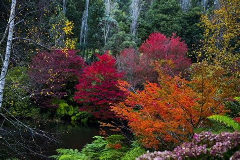 Places To See Autumn Leaves In Melbourne