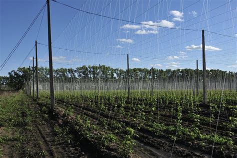 Planta Del Salto Que Crece En Una Granja Del Salto Saltos Frescos Y