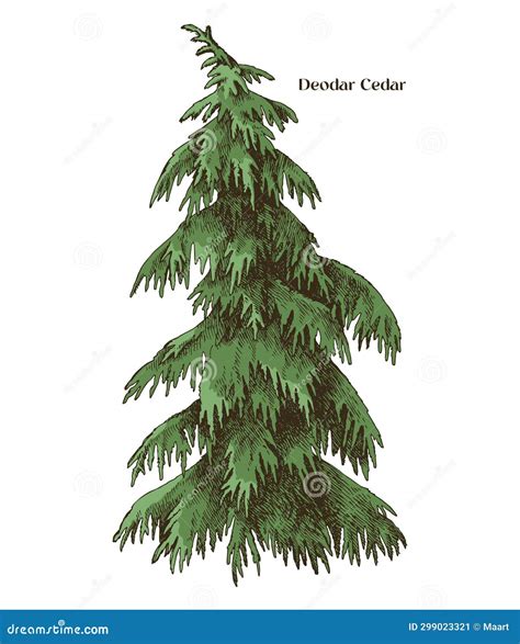 Deodar Cedar Tree Hand Drawn Vector Stock Vector Illustration Of