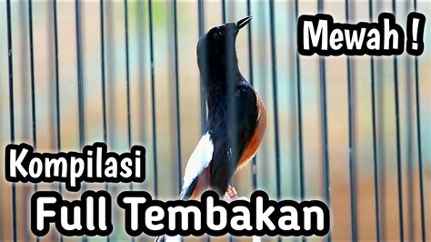 MURAI BATU GACOR FULL ISIAN TEMBAKAN CILILIN KENARI CUCAK JENGGOT