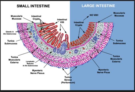 Small Large Intestine Anal Canal And Appendix Flashcards Quizlet