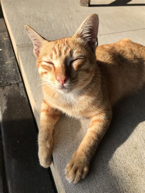 A golden tabby cat. stock image. Image of face, attractive - 119559527