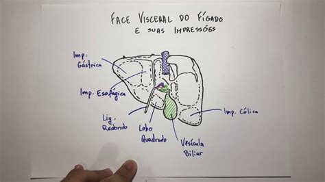 Face Diafragmática Do Fígado - Modelo De Anatomia Do Lobulo Do Figado Anatomia Fígado (resumo)