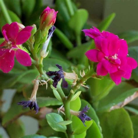 Kalanchoe Arborescens Vente Kalankoé Arborescent