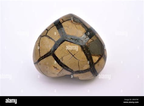 Septaria Or Septarian Concretion Is A Mineral Precipitation Calcite