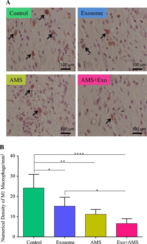 Effects Of Ams Transplantation In Combination With Adscs Derived