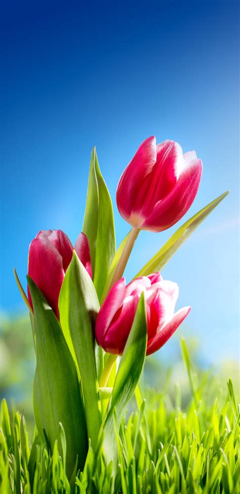 Tulip Phone Wallpapers Top Free Tulip Phone Backgrounds Wallpaperaccess