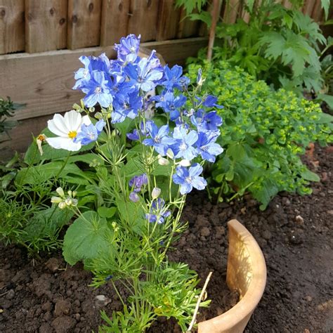 Delphinium Chinensis Blue Butterfly Delphinium Blue Butterfly In