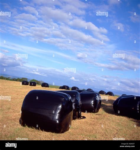 A Field Of Big Bale Silage In Carmarthenshire Wales Uk Stock Photo Alamy