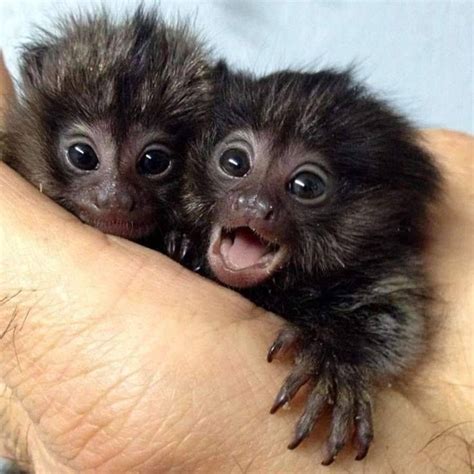 Twin Pygmy Marmoset Monkeys With Images Cute Baby Monkey Marmoset