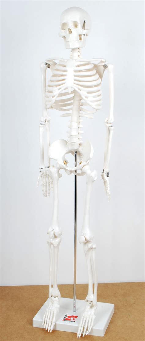 1 2 Scale Skeleton Anderson Scientific