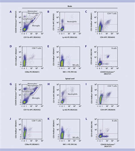 Immunophenotyping Infiltrating Cells Eae Miltenyi Biotec 대한민국