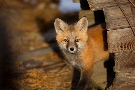 Fox Kit Breckenridge Colorado Playing In An Old Tube Near The