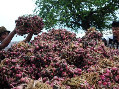 Panen Bawang Merah Antara Foto