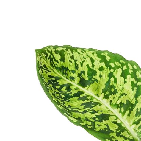 Dieffenbachia Seguine Reflector Buy Online At Foliage Factory