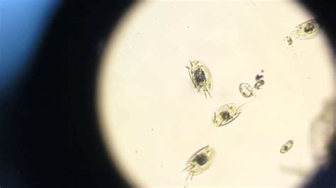 Protista Cells Under Microscope Protists Microscope Slides