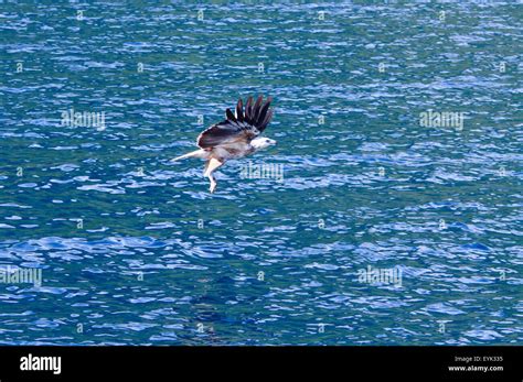 White Bellied Sea Eagle Haliaeetus Leucogaster Soaring Above Komodo