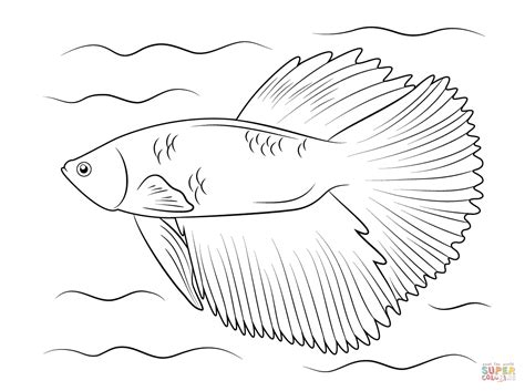 Halfmoon Betta Coloring Page Free Printable Coloring Pages